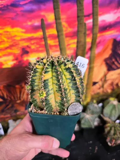 plant/416 Gymnocalycium cv. AURORA - XL Show specimen!!-0-thumbnail