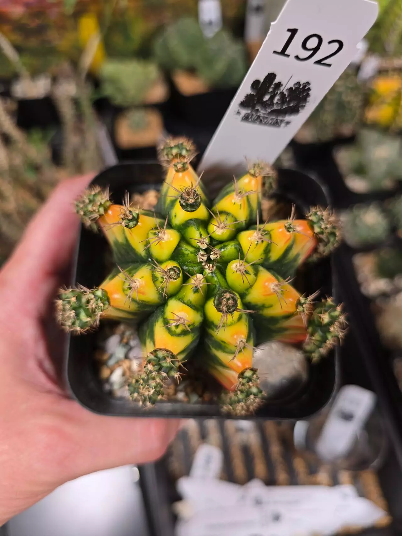 plant/421 Gymnocalycium cv. MARIGOLD lg specimen-1