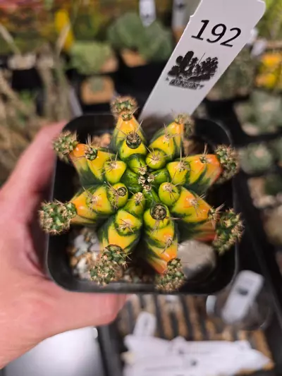 plant/421 Gymnocalycium cv. MARIGOLD lg specimen-1-thumbnail