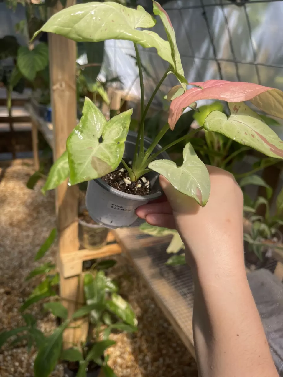 plant/Syngonium Pink Salmon-1