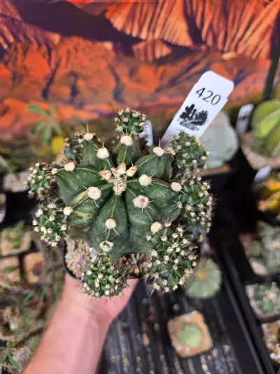 plant/420 Gymnocalycium Clone XL Pupping-2-thumbnail