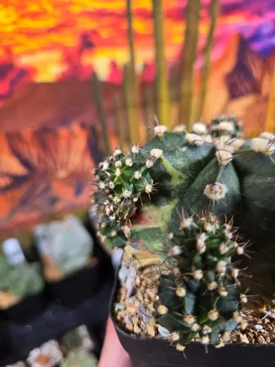 plant/420 Gymnocalycium Clone XL Pupping-1-thumbnail