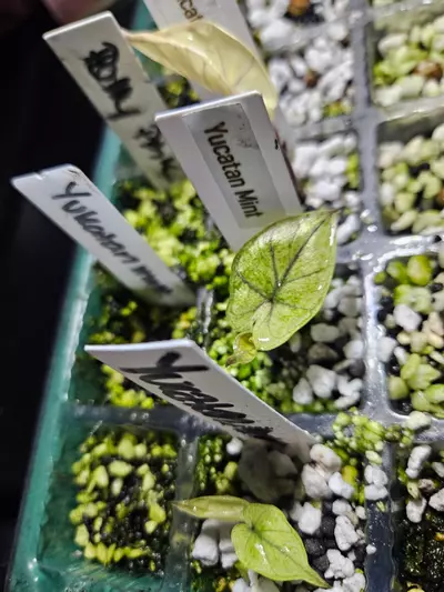 plant/Alocasia Yucatan Mint-1-thumbnail