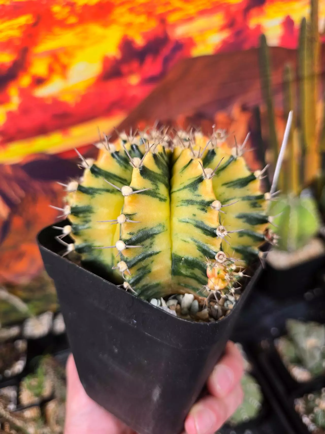 plant/419 Gymnocalycium Seed Grown Lg.-3