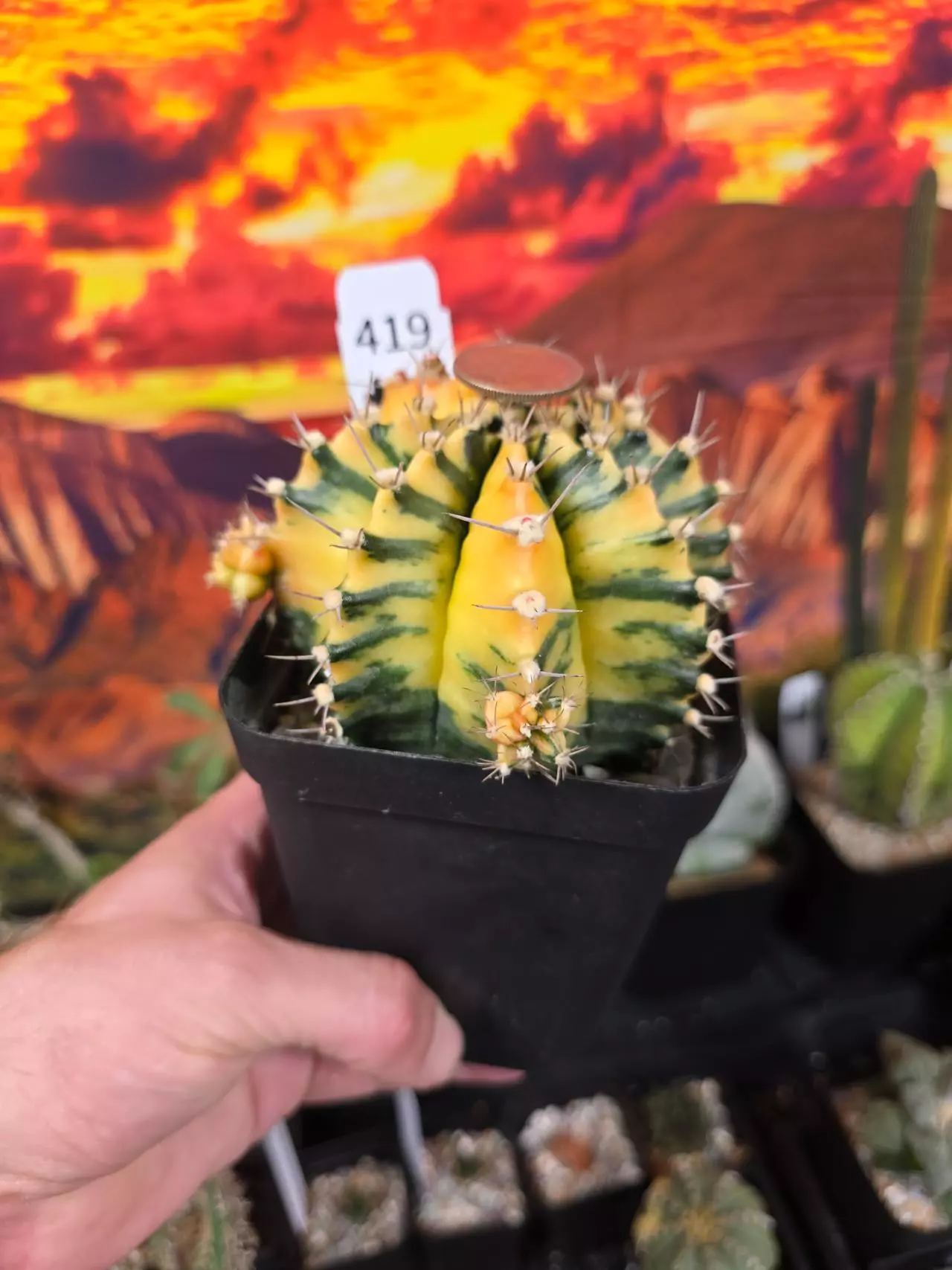 plant/419 Gymnocalycium Seed Grown Lg.-0