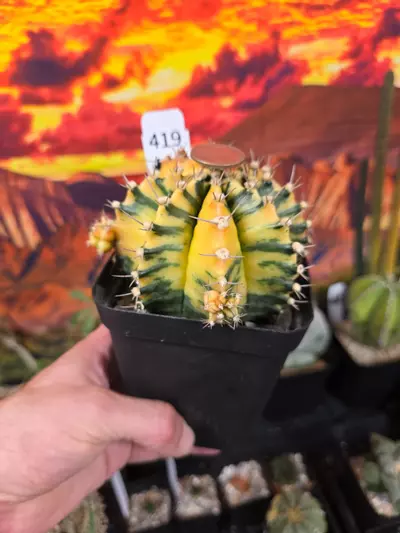 plant/419 Gymnocalycium Seed Grown Lg.-0-thumbnail