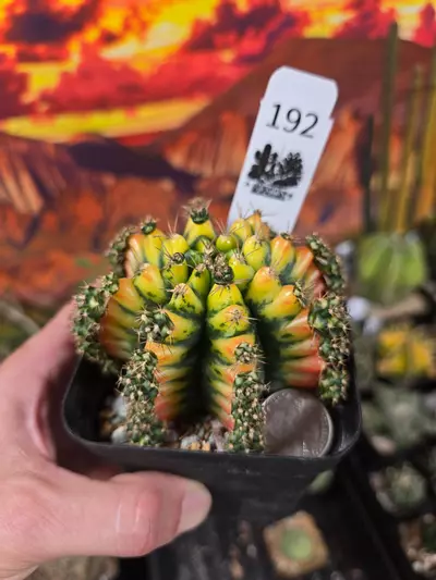 plant/421 Gymnocalycium cv. MARIGOLD lg specimen-0-thumbnail