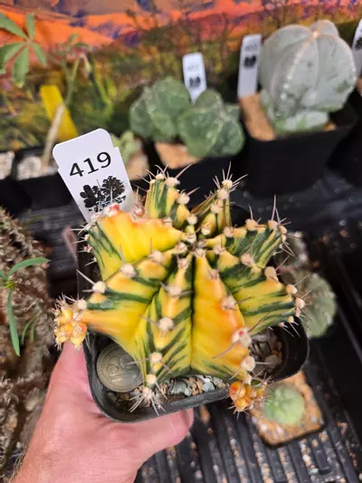 plant/419 Gymnocalycium Seed Grown Lg.-1-thumbnail