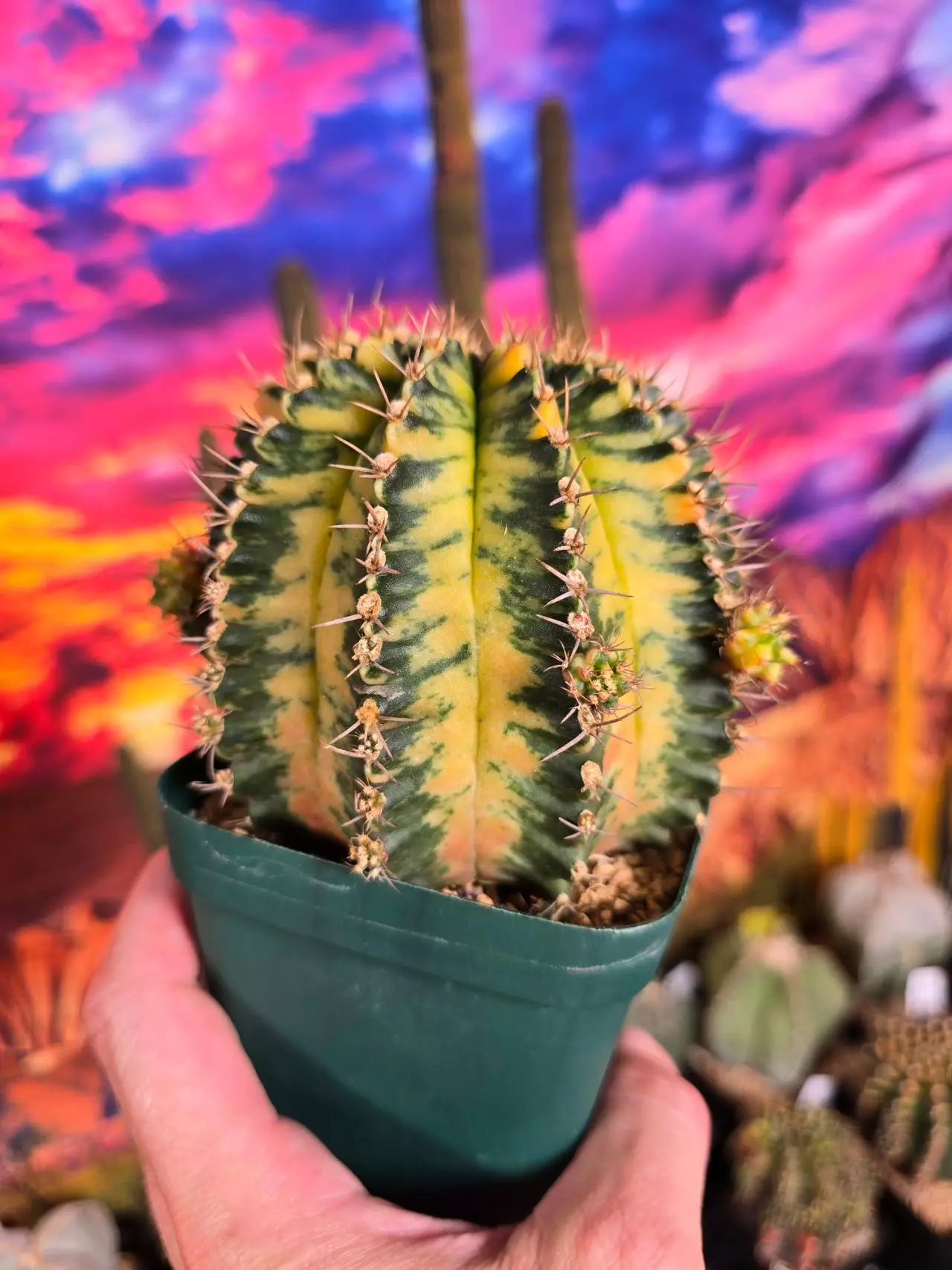 plant/416 Gymnocalycium cv. AURORA - XL Show specimen!!-2