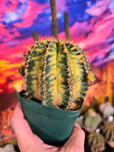 plant/416 Gymnocalycium cv. AURORA - XL Show specimen!!-2-thumbnail