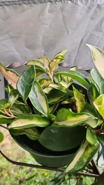 plant/Hoya cuttings variety 5-pack-3-thumbnail