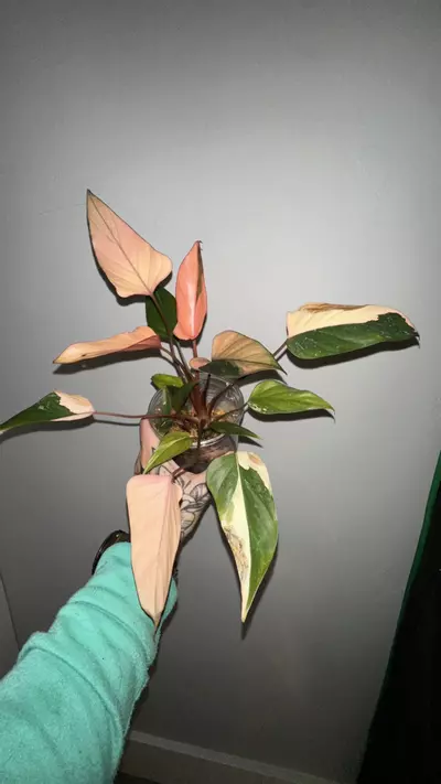 plant/Homalomena Pink Diamond-2-thumbnail