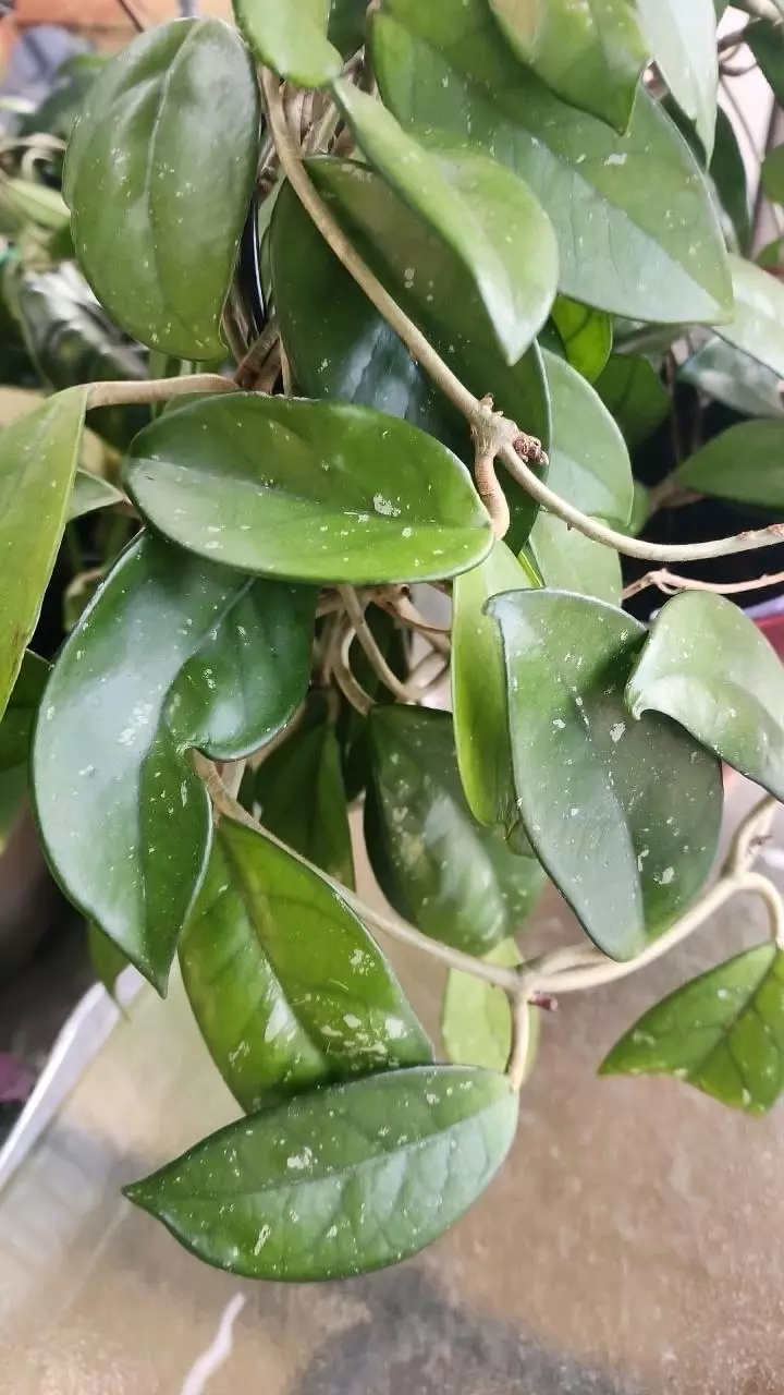 plant/Hoya cuttings variety 5-pack-0