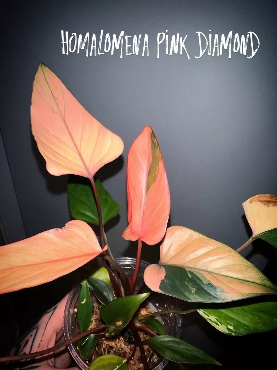 plant/Homalomena Pink Diamond-1