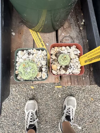 plant/Ortego upgrade-0-thumbnail