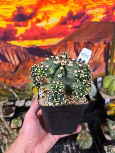 plant/420 Gymnocalycium Clone XL Pupping-0-thumbnail