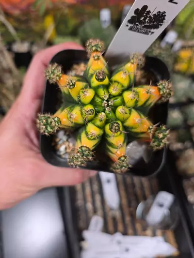 plant/421 Gymnocalycium cv. MARIGOLD lg specimen-3-thumbnail