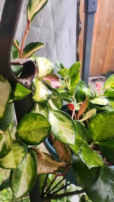 plant/Hoya cuttings variety 5-pack-4-thumbnail