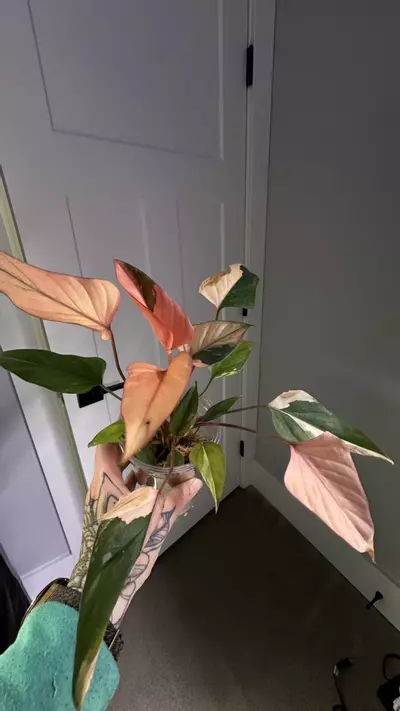 plant/Homalomena Pink Diamond-4-thumbnail