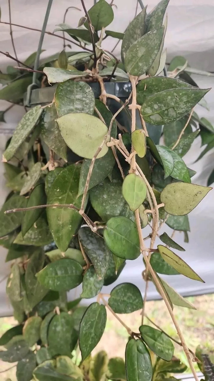plant/Hoya cuttings variety 5-pack-1