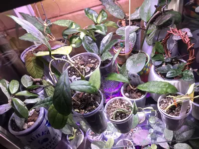 plant/Mystery Hoya Cutting Bundle 10x-8-thumbnail