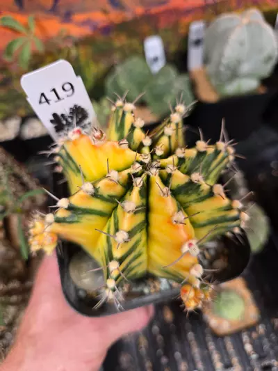 plant/419 Gymnocalycium Seed Grown Lg.-2-thumbnail