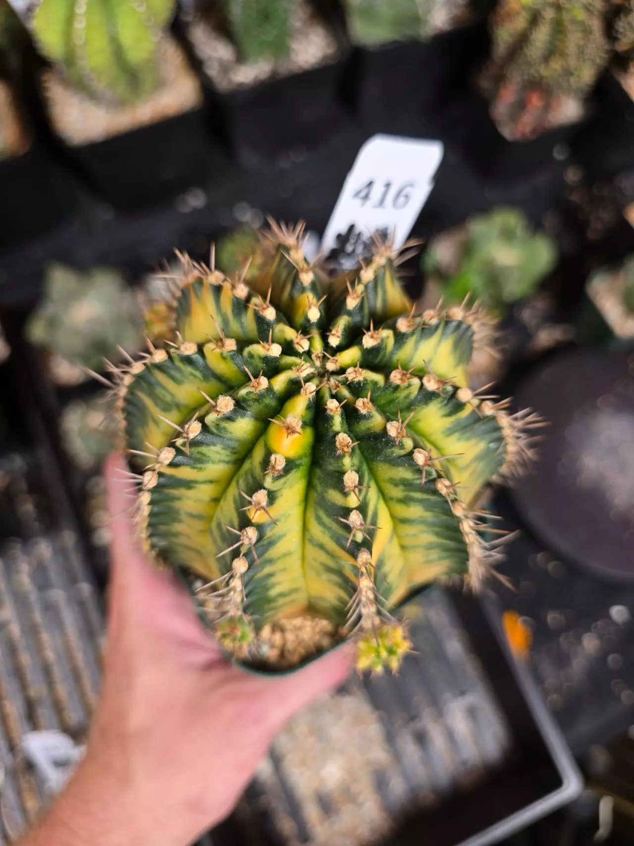 plant/416 Gymnocalycium cv. AURORA - XL Show specimen!!-1