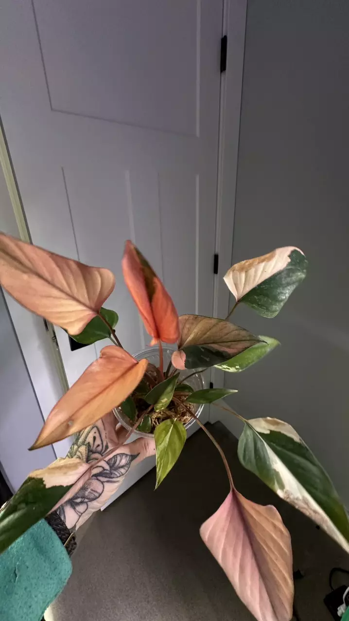 plant/Homalomena Pink Diamond-5