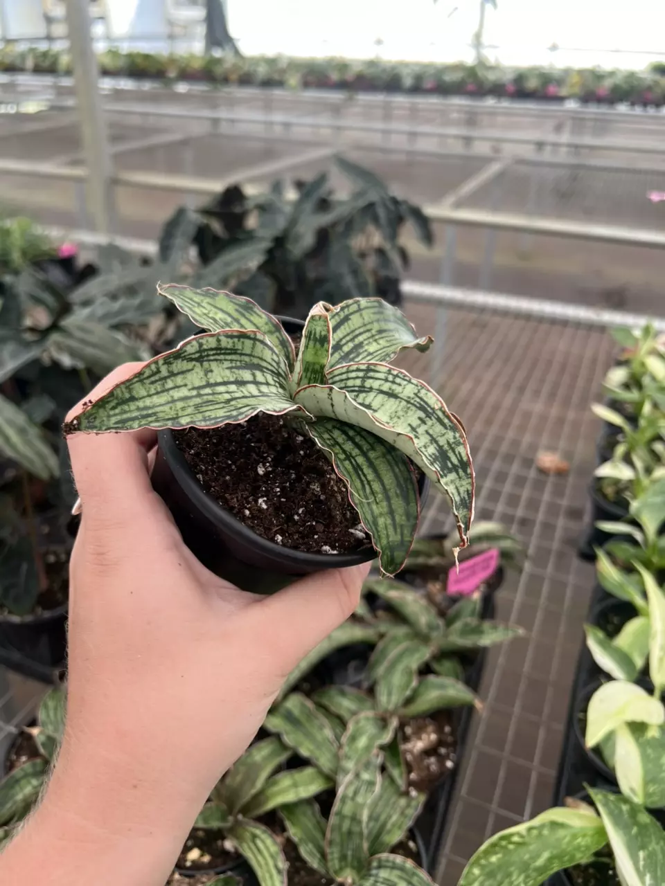 plant/Sansevieria cleopatra 4” pot growers choice-6