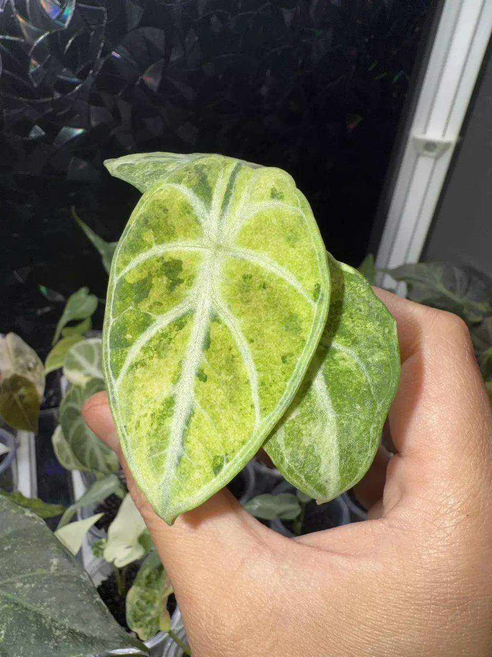 plant/Alocasia ninja splash-3