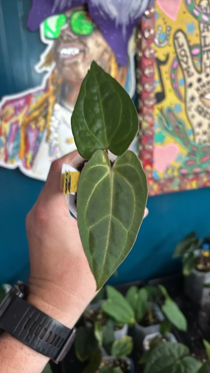 plant/G223 (Carla x Port) X (Port x Bess)-0