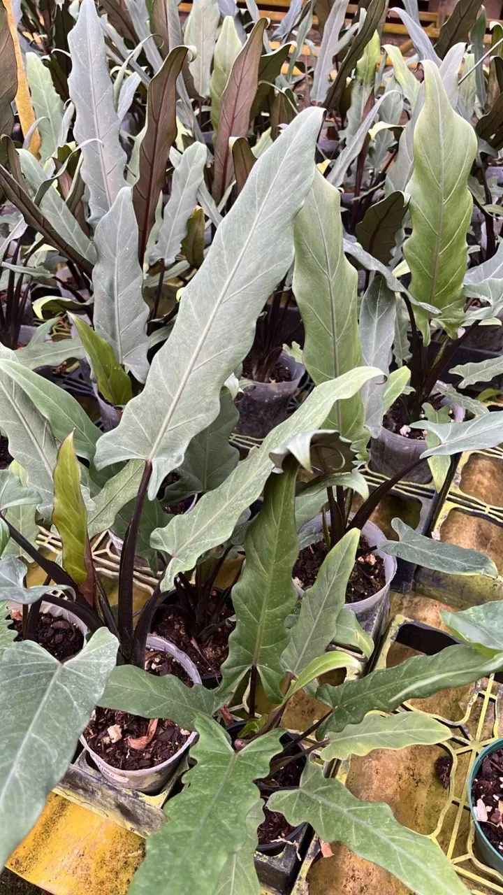 plant/Alocasia lauterbachiana-0