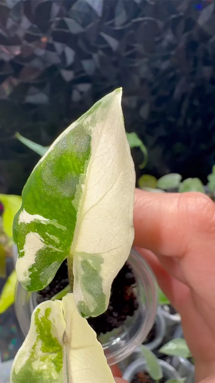 plant/Alocasia lauterbachiana albo mint-0