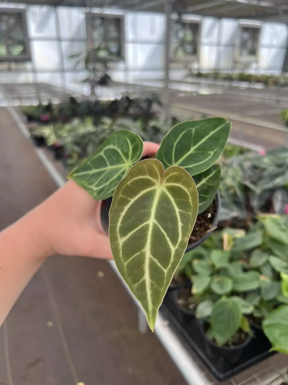 plant/Anthurium regale 4” pot growers choice-0
