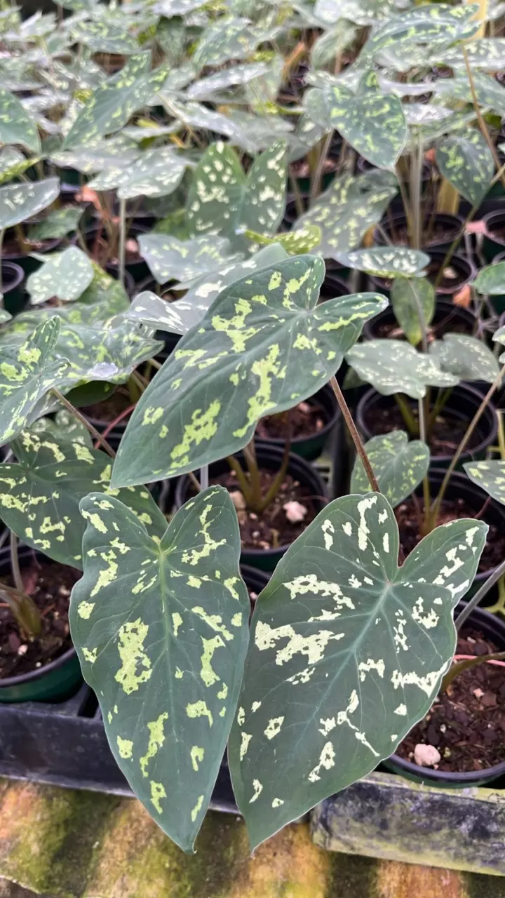 plant/Alocasia 'Hilo Beauty'-0