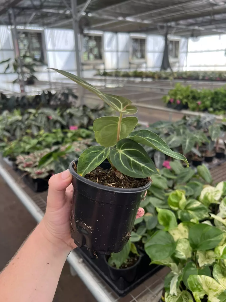 plant/Anthurium regale 4” pot growers choice-6