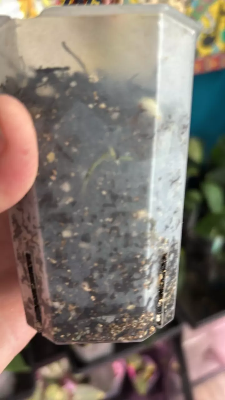 plant/G223 (Carla x Port) X (Port x Bess)-2