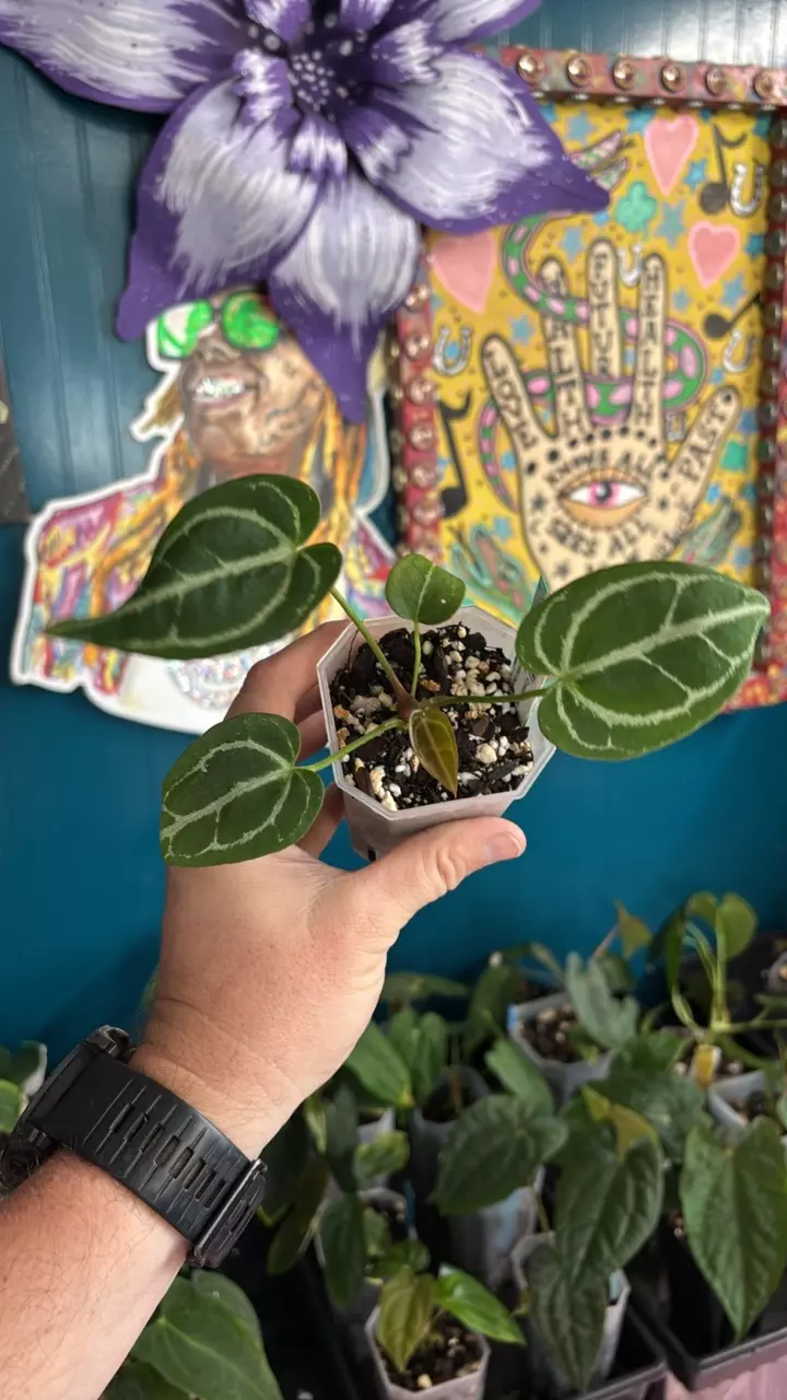plant/G242 Crystal Dark X Crystal Dark-0