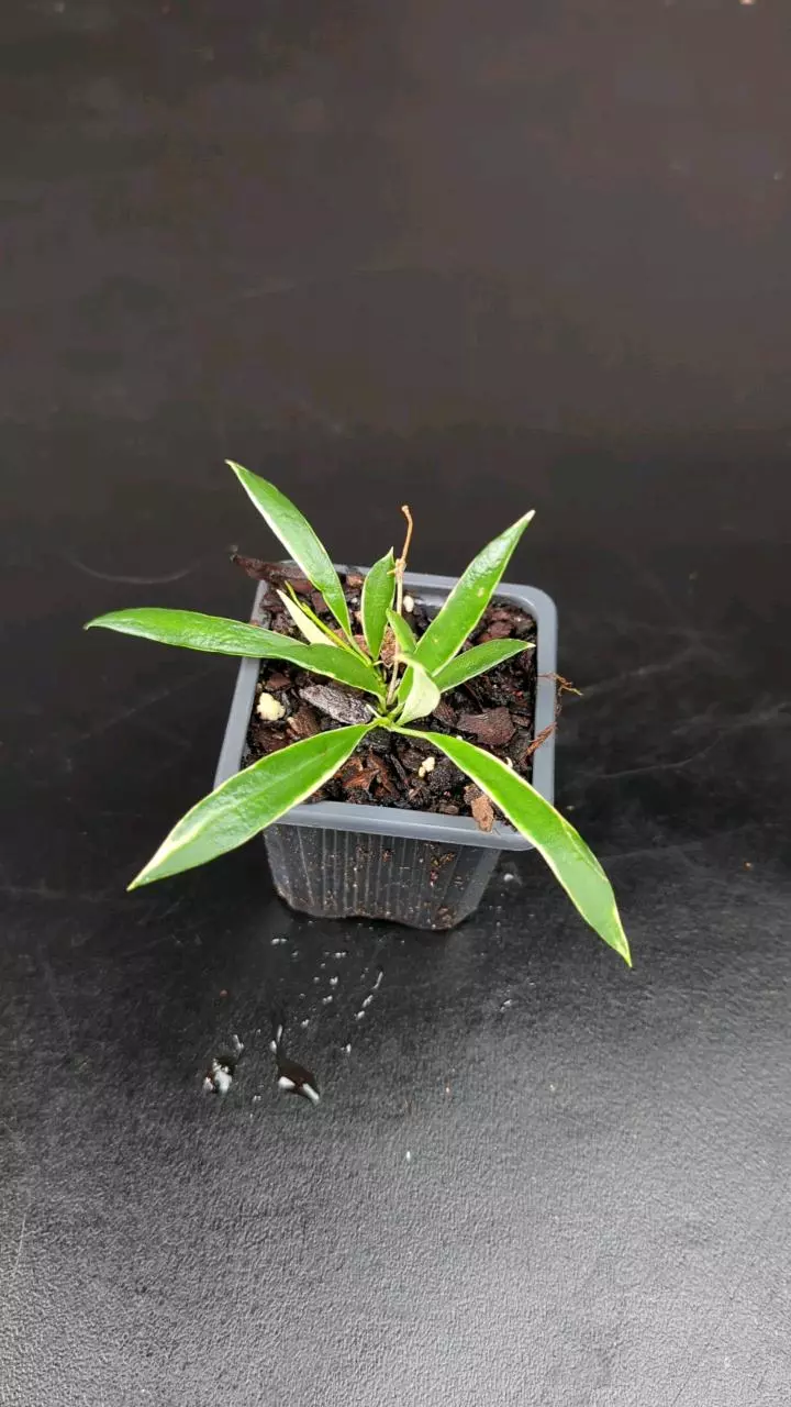 plant/Hoya tsangii albomarginata-0