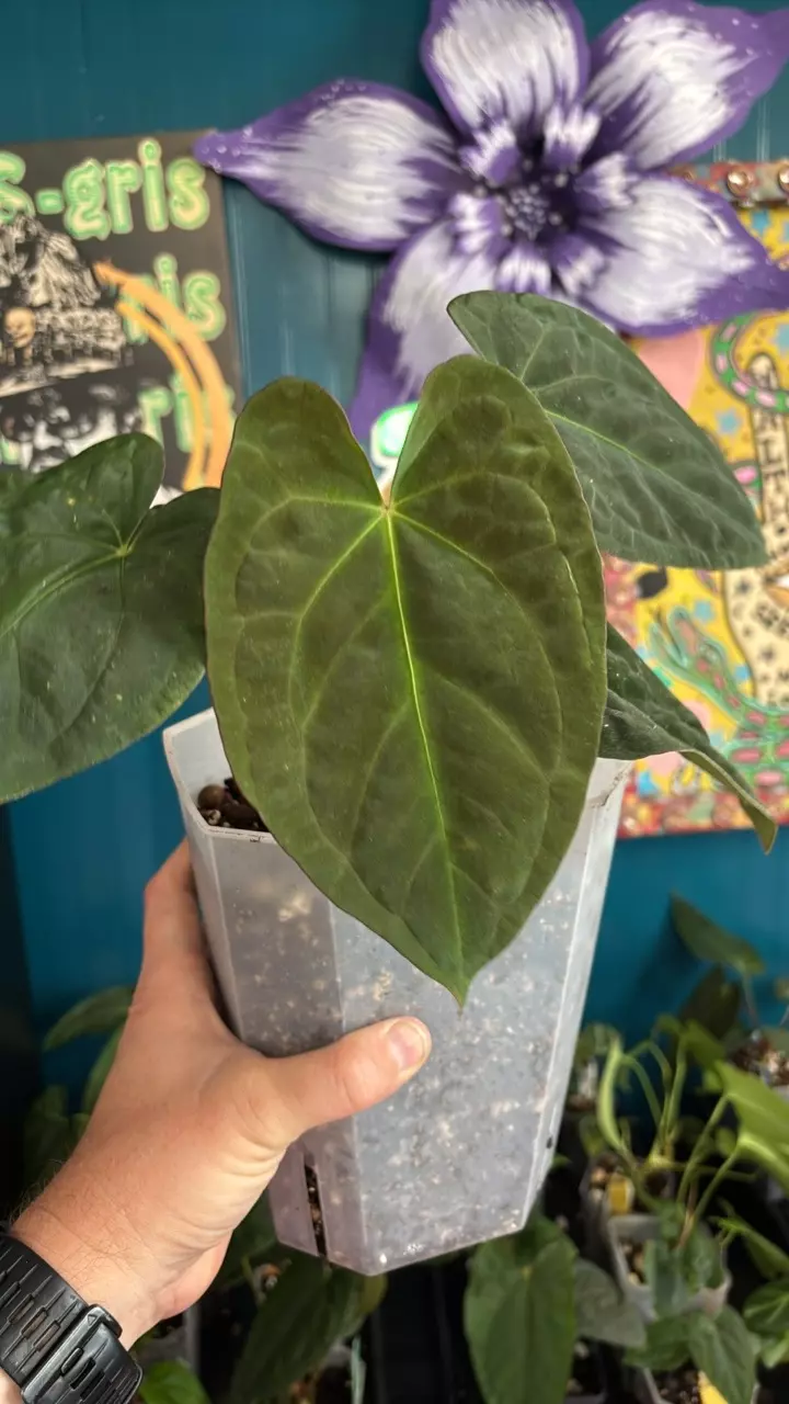 plant/G247 (AOS x Pap) SC X Eyewall-0