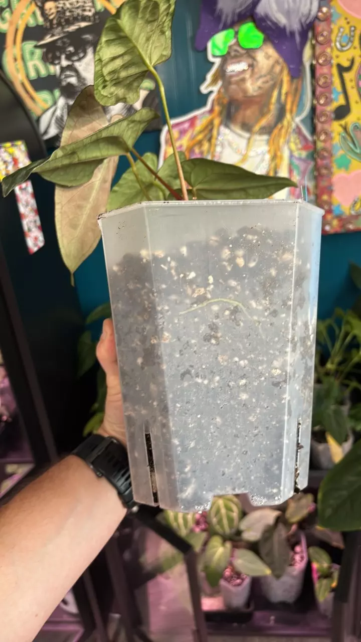 plant/G247 (AOS x Pap) SC X Eyewall-2