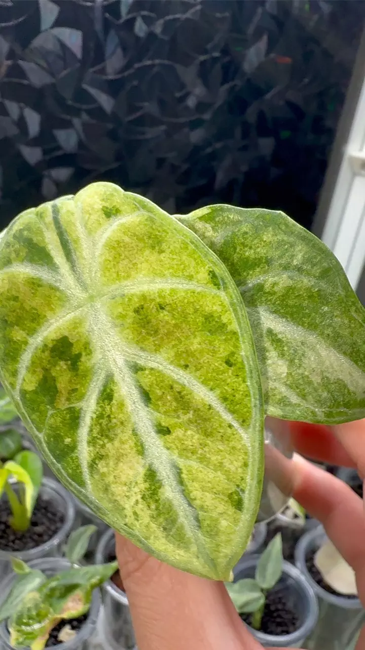 plant/Alocasia ninja splash-0