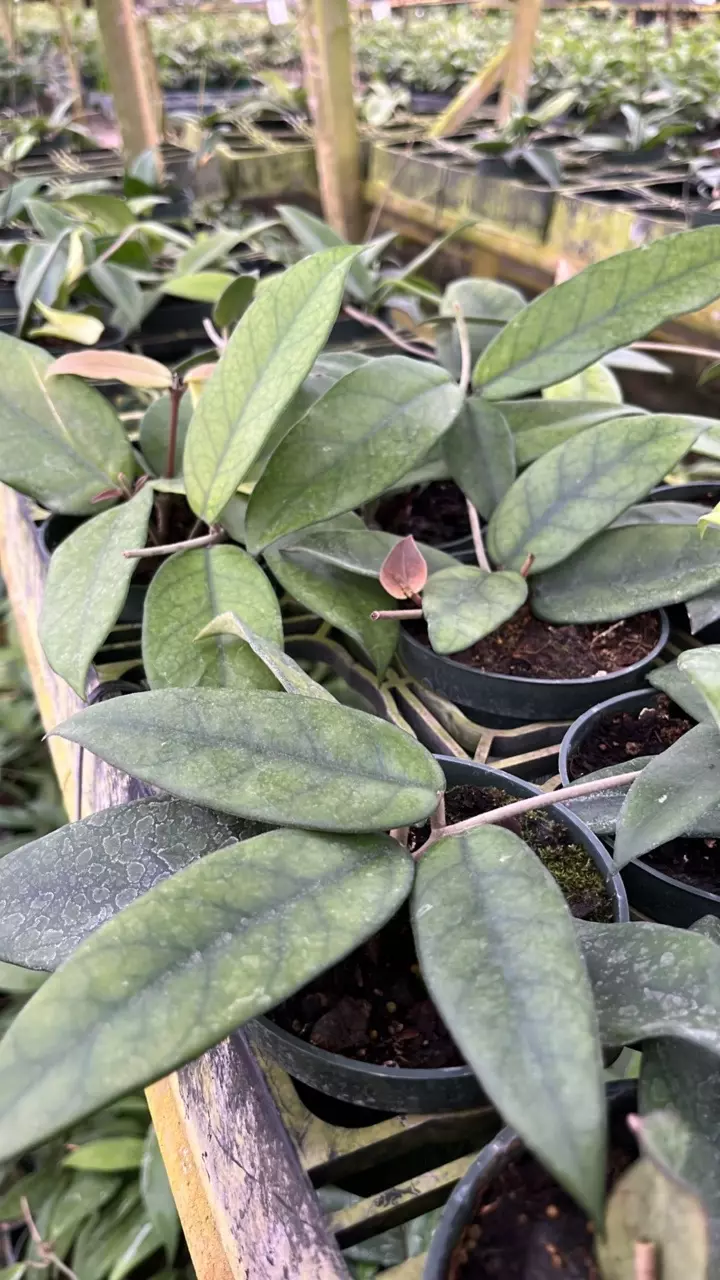 plant/Hoya dasyantha-0