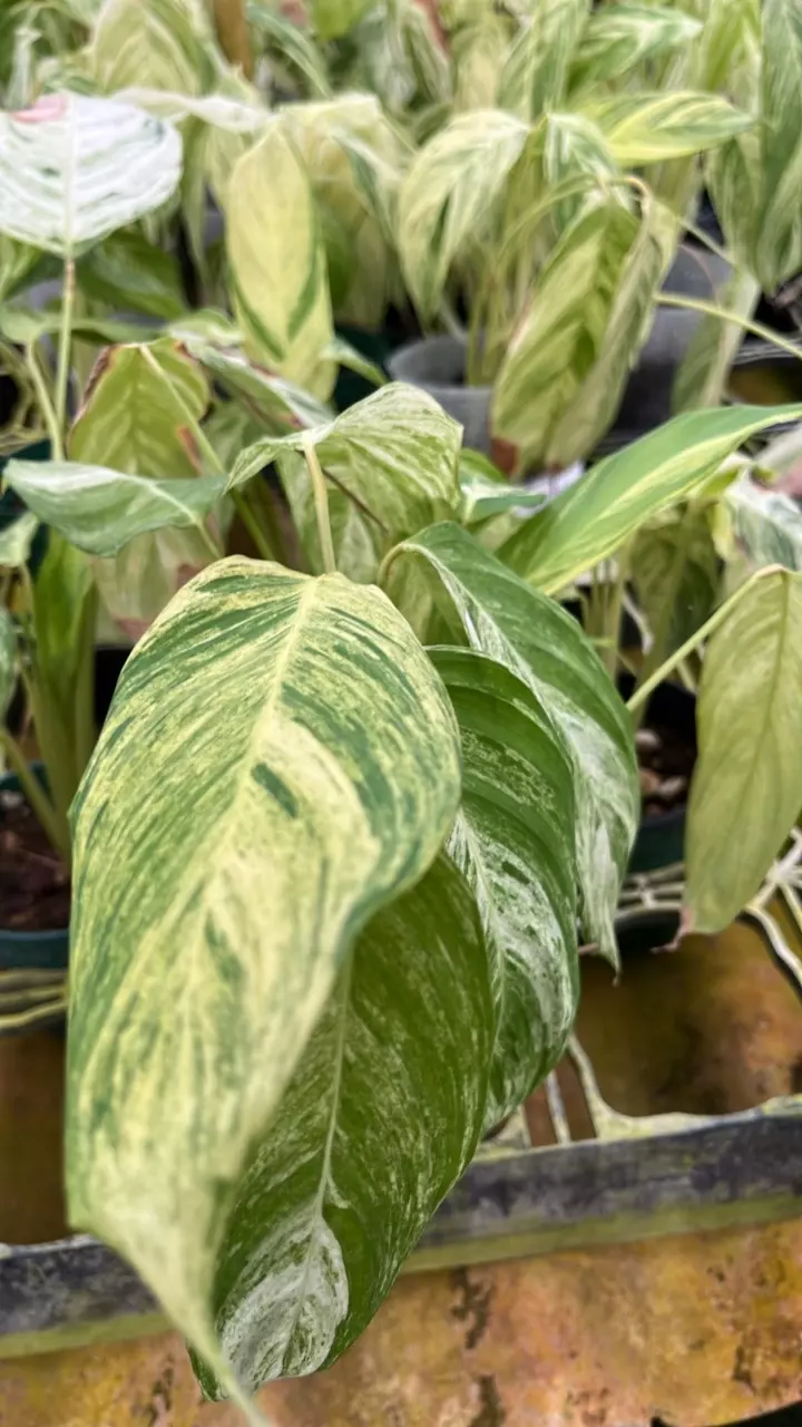 plant/Stromanthe Charlie-0