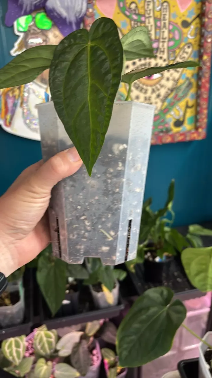 plant/G244 (Carla x BVEP) X (AOS x RVDP)-2