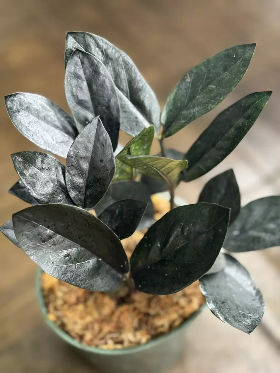 plant/Black ZZ-0