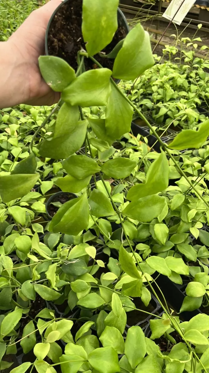 plant/Hoya Oblongata-1