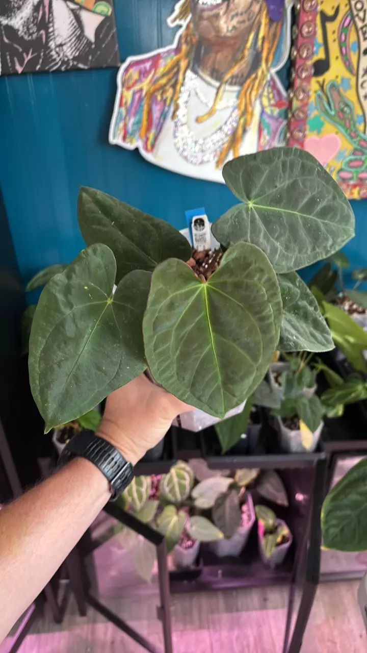 plant/G247 (AOS x Pap) SC X Eyewall-1