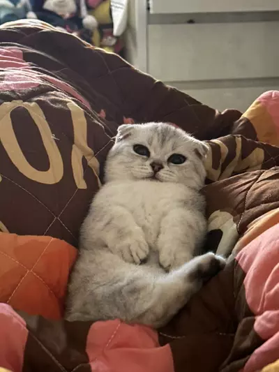 insulation/Insulation-0-thumbnail