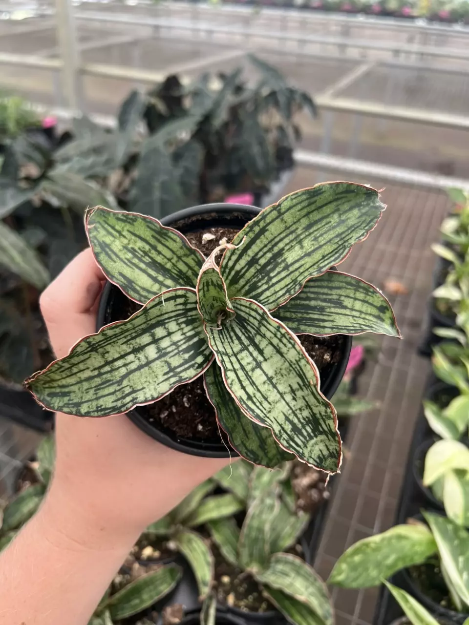 plant/Sansevieria cleopatra 4” pot growers choice-0